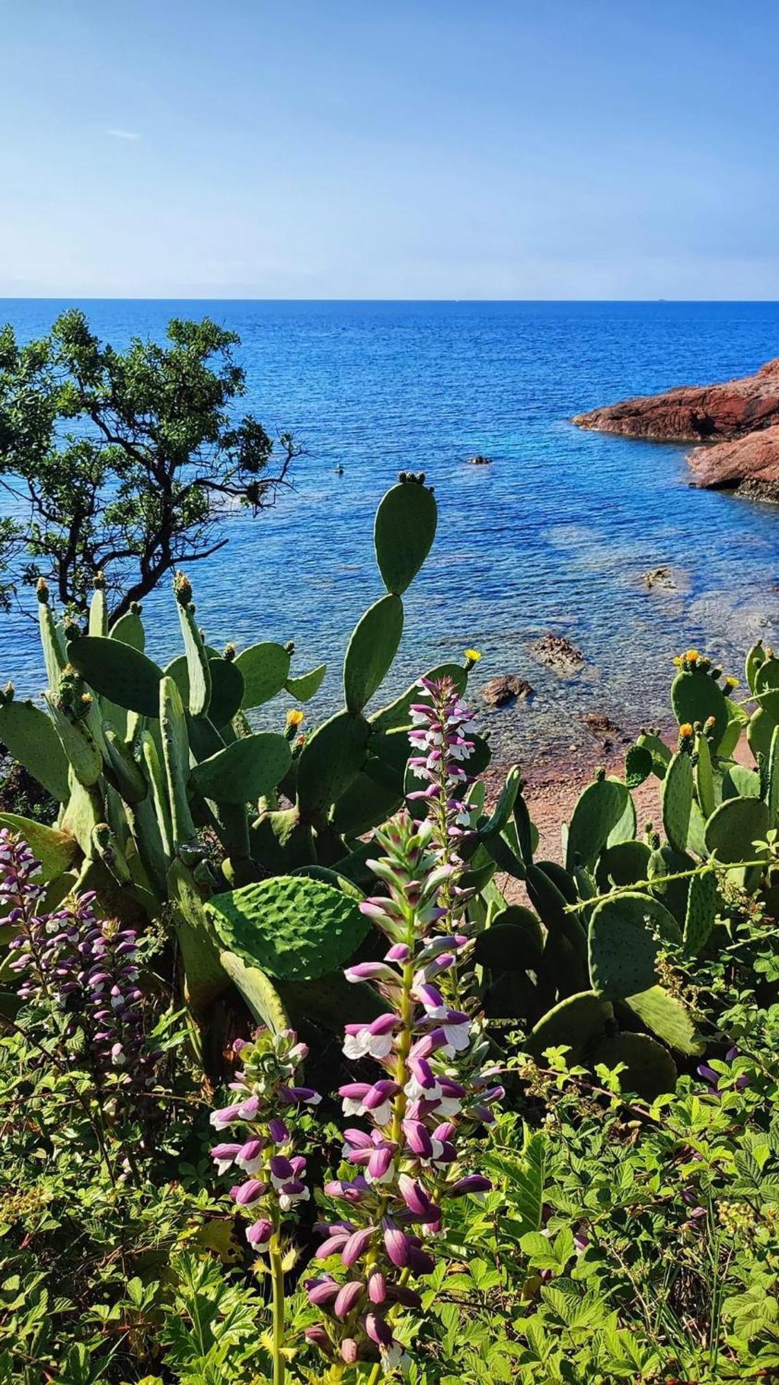T2 En Rez De Jardin Privatif Cloture , Cap Esterel Pierre Et Vacances ,Piscine Chauffee Des Le 05 Avril Au 02 Novembre Saint-Raphaël 外观 照片